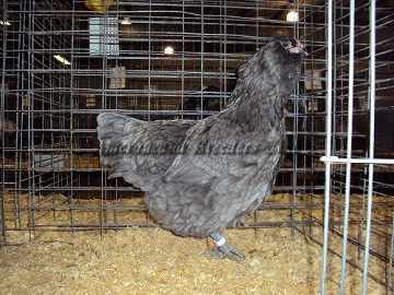 SC District 2014 BV Blue Pullet